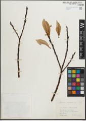 Foto von Salix hastata L.